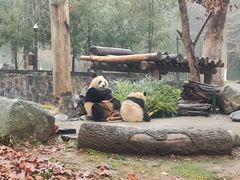 -都江堰中华大熊猫苑