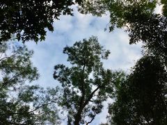 -番禺大夫山森林公园