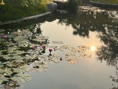 -云溪植物园