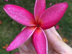 -西双版纳融创皇冠假日度假酒店