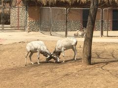 -石家庄市动物园