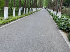 -昆山城市生态森林公园