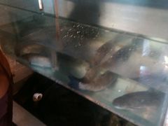 -百岁鱼(七一路店)