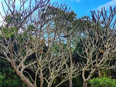 -中国科学院西双版纳热带植物园