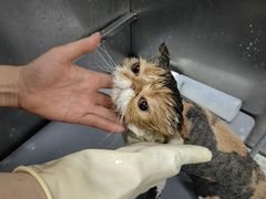 -北京观赏动物医院·24小时大型综合·猫专科·异宠专科