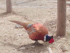 -新疆天山野生动物园