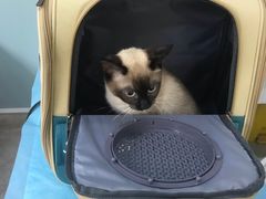 -纳吉亚猫专科动物医院·北北分院
