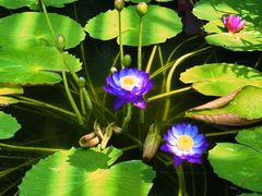 -北京植物园-展览温室