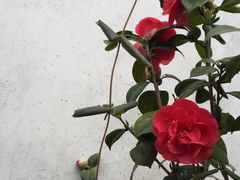 -苏州文旅花间堂·探花府酒店