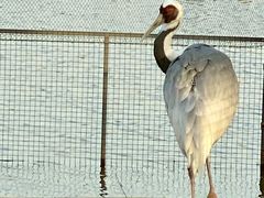 -盐城丹顶鹤湿地生态旅游区