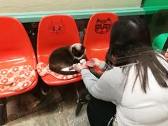 -猫咪博物馆(顶澳仔猫街店)