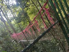 -西双版纳原始森林公园