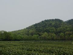 -中国茶叶博物馆(双峰馆区)