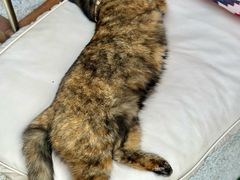 -Sirena海妖日咖夜酒