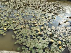 -三水森林公园