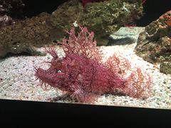 -暹罗海洋世界