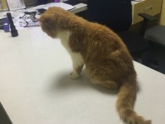 -宠颐生维康宠物医院(金丰店)