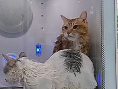 -爱洗澡的猫(天河路店)