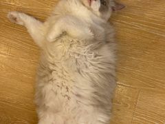 -猫咪派对(江南西店)