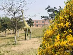 -丁香湖公园