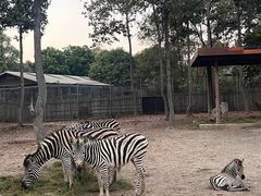 -清迈夜间动物园