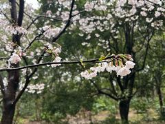 -上海共青森林公园