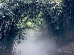 -川西竹海景区