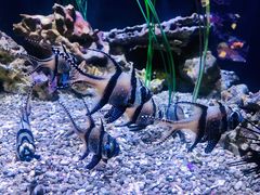 -西雅图水族馆