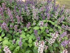 -南通博物苑-崇川人民公园