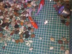 -水晶之星洗浴温泉汗蒸