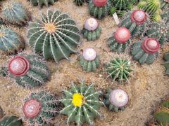 -深圳仙湖植物园