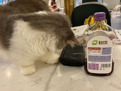 -飞行喵MR PILOT|猫舍·猫咖(静安大融城店)
