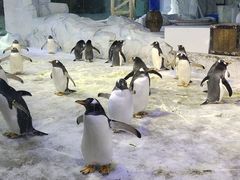 -芜湖新华联大白鲸海洋公园