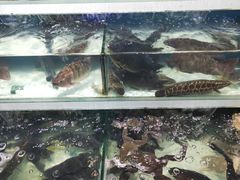 -盒马鲜生(红莲店)