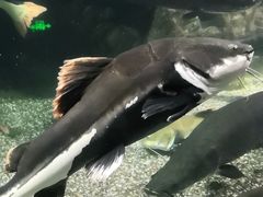 -太平洋海底世界