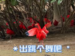 -广州长隆野生动物世界