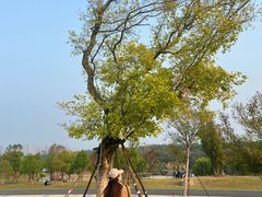 -盘龙城国家考古遗址公园