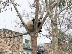 景点-成都大熊猫繁育研究基地