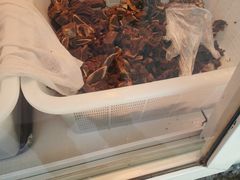 -阿木怪味牛骨头