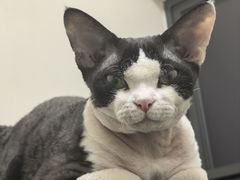 -瑞鹏宠物医院·骨科·猫科·内科(第一中心)