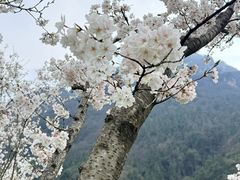 -高岚大峡谷旅游度假区