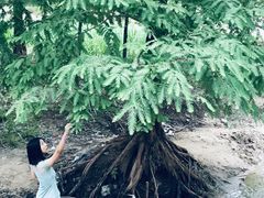 -白水寺森林公园