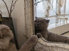 -共舞时光猫咖·狗咖(新街口店)