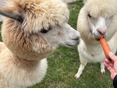 -廊坊固安福朋喜来登酒店