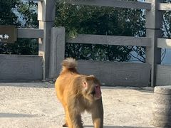 -神农山景区