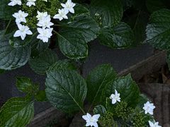 -谷咖啡·鲜花绿植花园餐厅