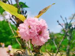 -南沙蒲洲花园
