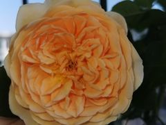 -星巴克(天津佛罗伦萨小镇店)