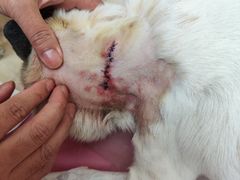 -北京观赏动物医院·24小时大型综合·猫专科·异宠专科