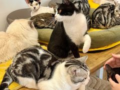 -有喵·猫咖·狗咖·30几只猫10只小狗(岗厦店)